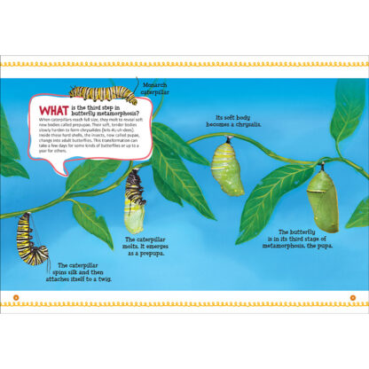 Butterflies (School & Library Edition) Sequoia Kids Media Book