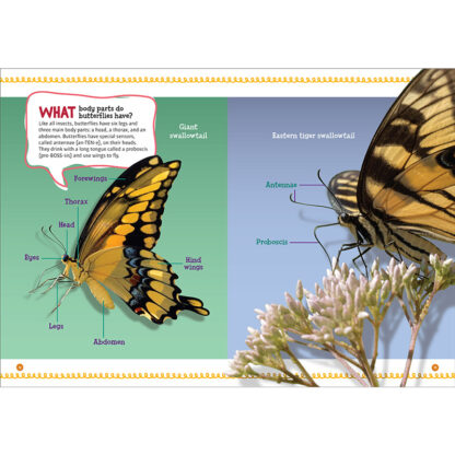 Butterflies (School & Library Edition) Sequoia Kids Media Book